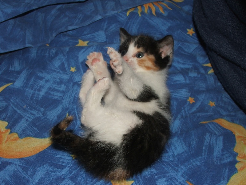 Mes chats et autres animaux
