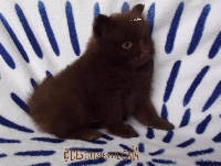 Litchy